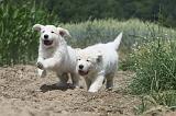 GOLDEN RETRIEVER 640